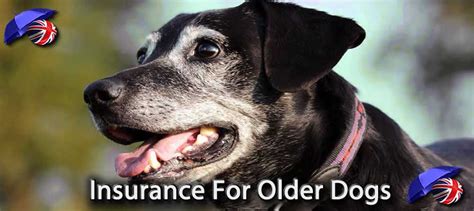 pet insurance for senior dogs uk.